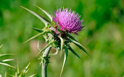 El poder del Cardo Mariano