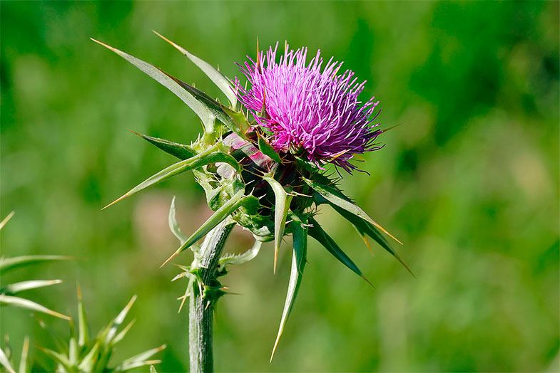 El poder del Cardo Mariano