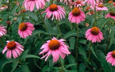 Equinácea y su impacto en el sistema inmunológico